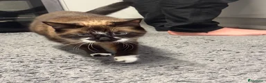 Lulu