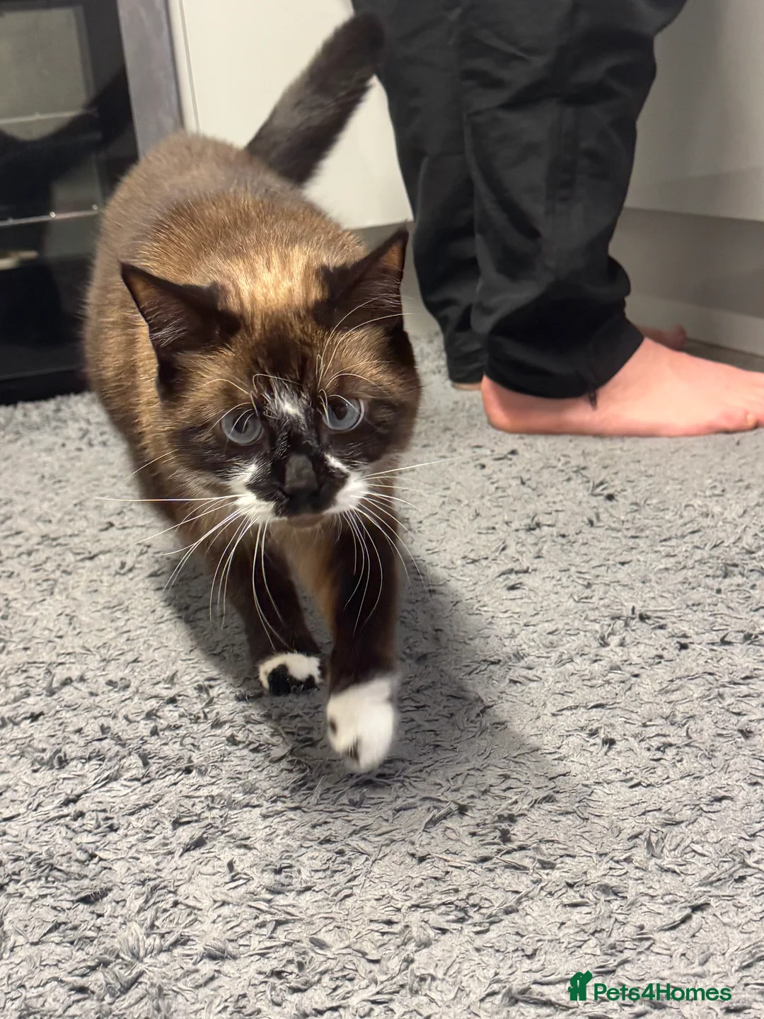 Ragdoll cats for sale: Female ragdoll  in Birmingham - Advert 2