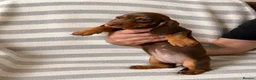 Dachshund dogs for sale: Dachsund puppies in Hull - Advert 2