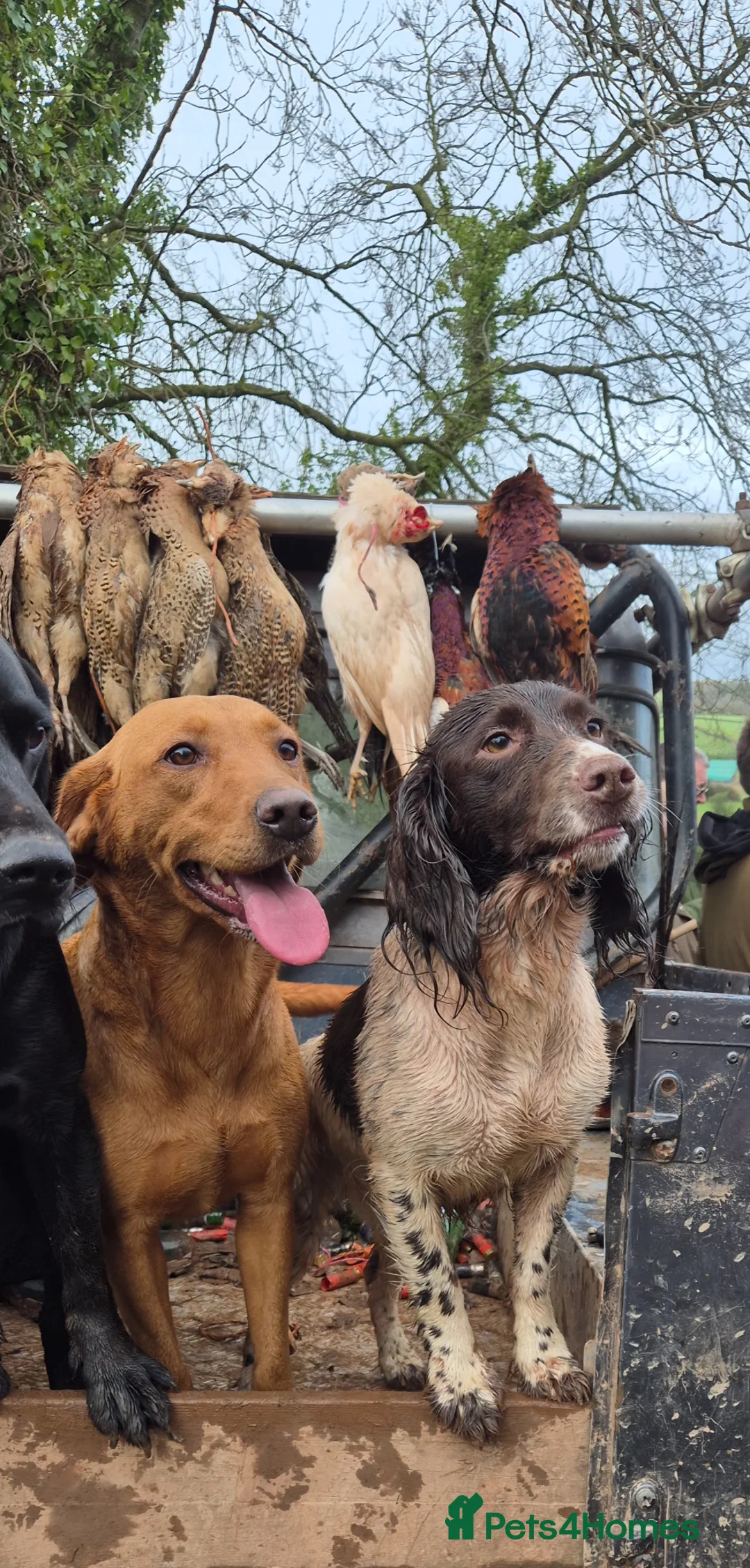 Labrador Retriever dogs for sale: Health Tested KC FoxRed Working Labrador Puppies  - Advert 20