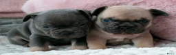 French Bulldog dogs for sale: French bulldog kc 5 gen - Advert 12
