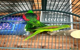 Parakeets birds for sale: Crimson wing parakeets  - Image 7