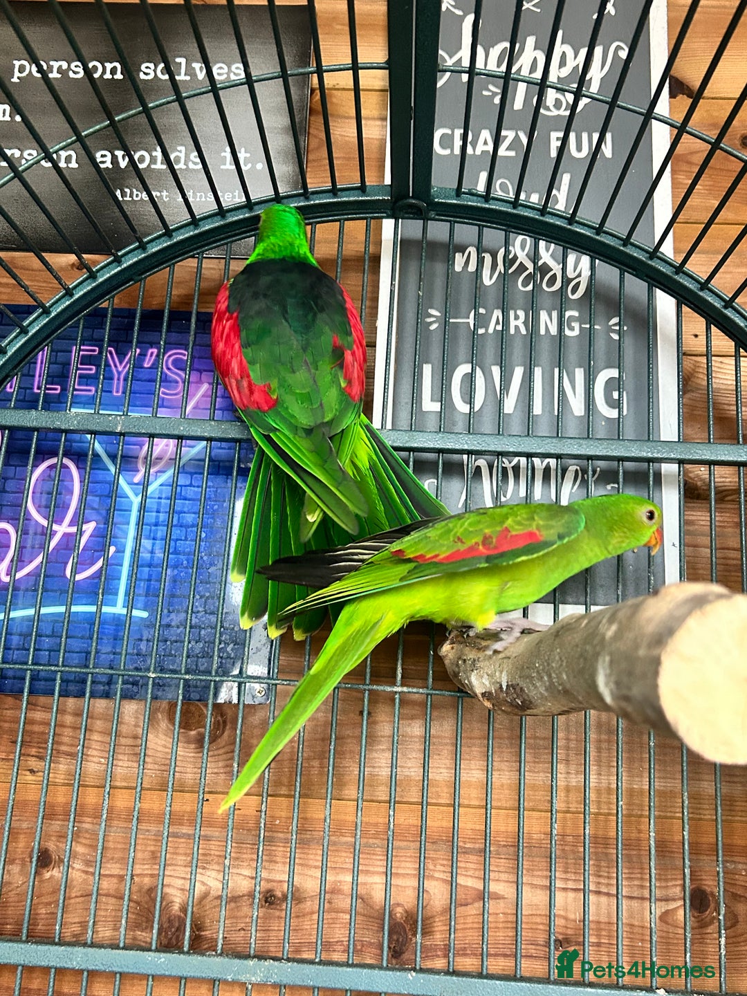 Parakeets birds for sale: Crimson wing parakeets  - Image 7