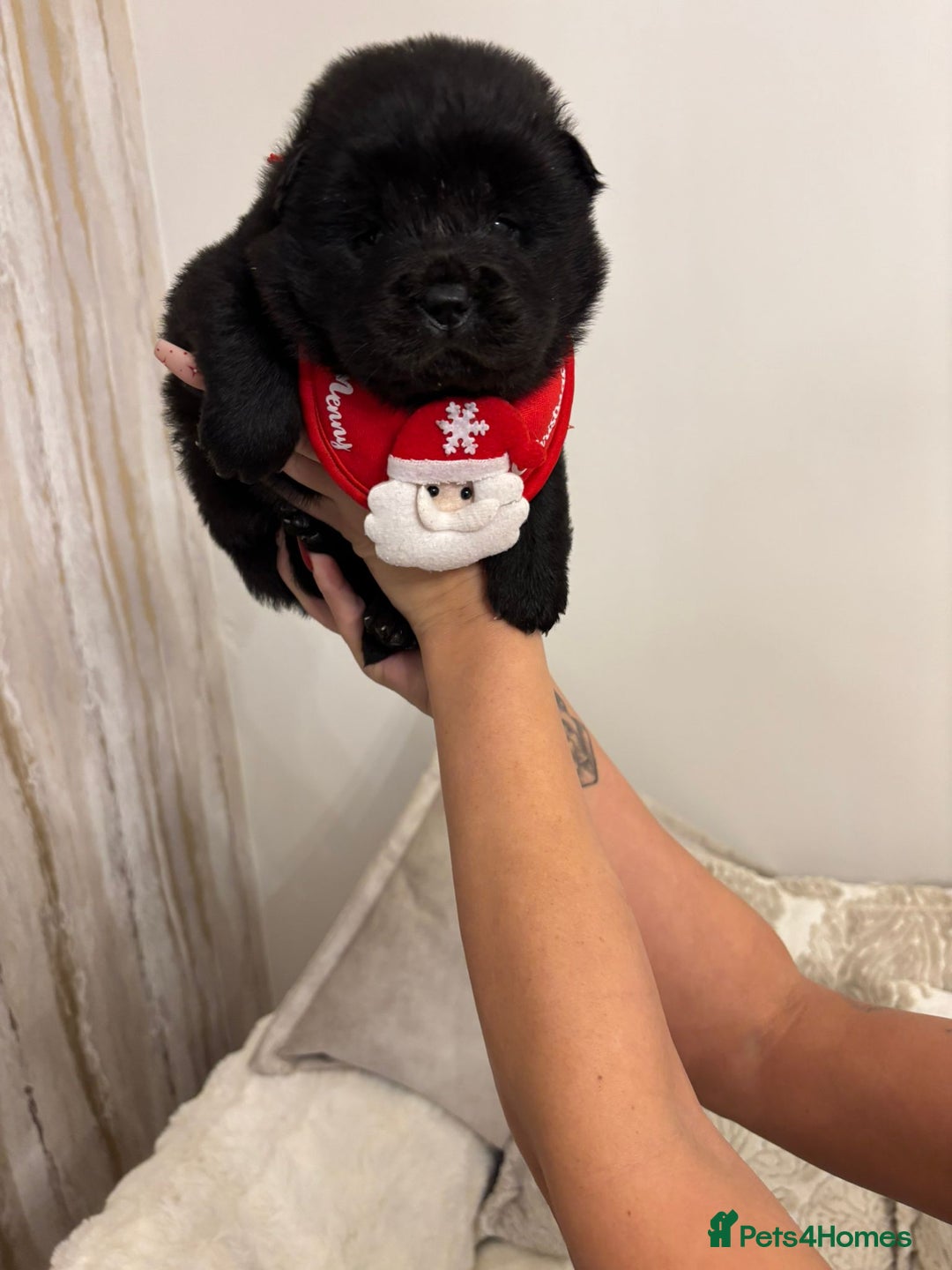 Chow Chow dogs for sale: KC reg chow chows ready to leave 24 dec! REDUCED - Advert 11