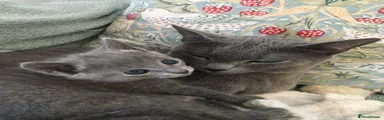 Russian Blue Kitten 2