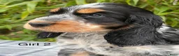 Cocker Spaniel dogs for sale: READY NOW😍 line quality show cockers - Advert 18