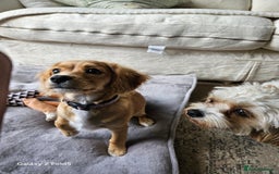 Cavapoo dogs for sale: Beautiful cavapoo Girl Ready to leave now - Image 2