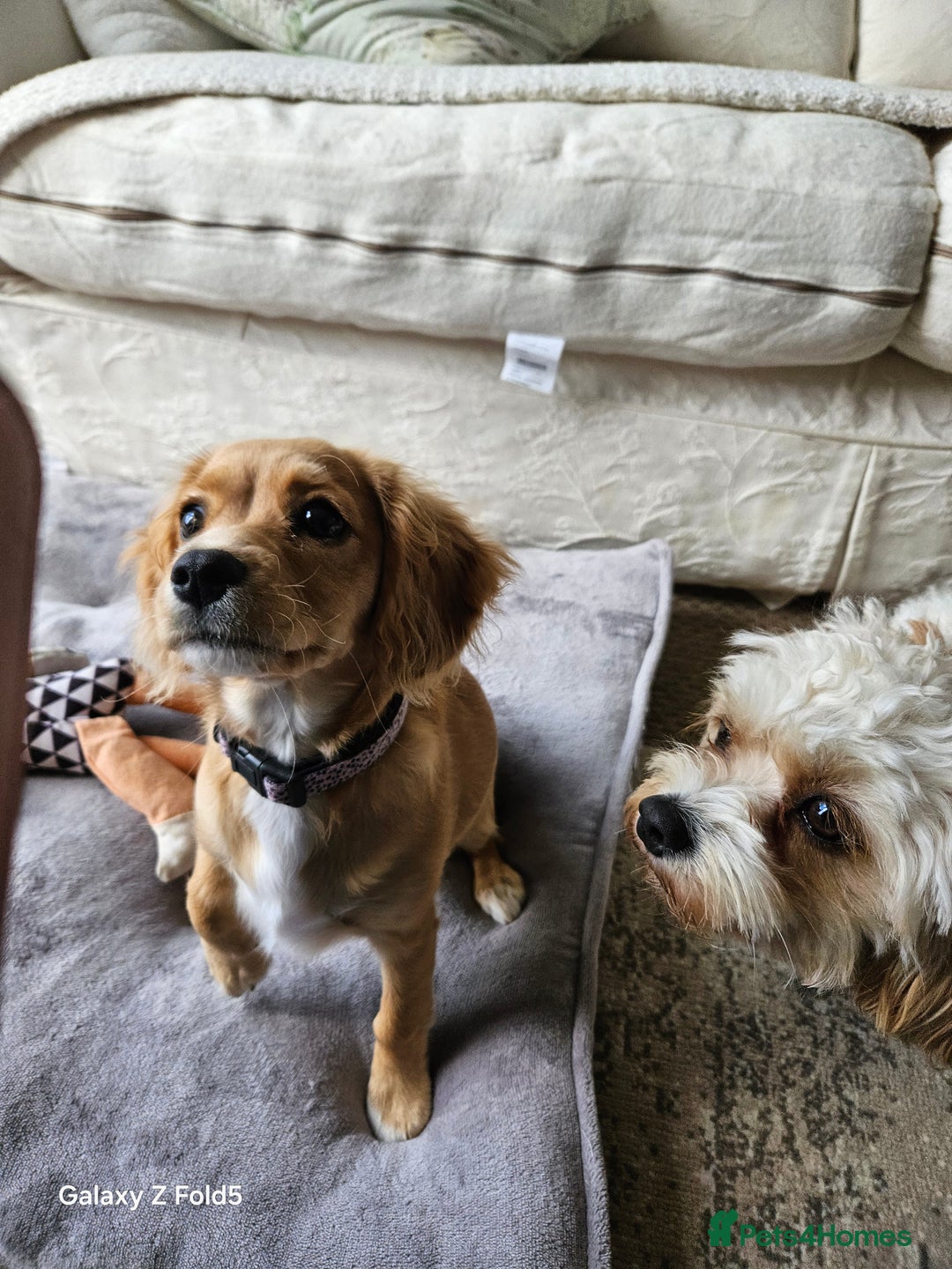 Cavapoo dogs for sale: Beautiful cavapoo Girl Ready to leave now - Image 2