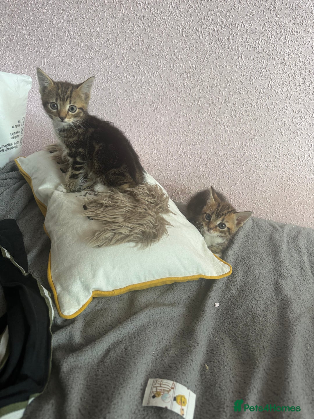 Mixed Breed cats for sale: Adorable kittens  - Image 9