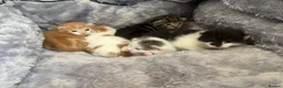 Mixed Breed cats for sale: 5 mixed breed kittens looking for a forever home - Advert 37