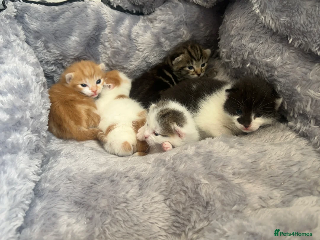 Mixed Breed cats for sale: 5 mixed breed kittens looking for a forever home - Advert 37