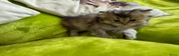 British Longhair cats for sale: British Longhair Kittens in London - Advert 26