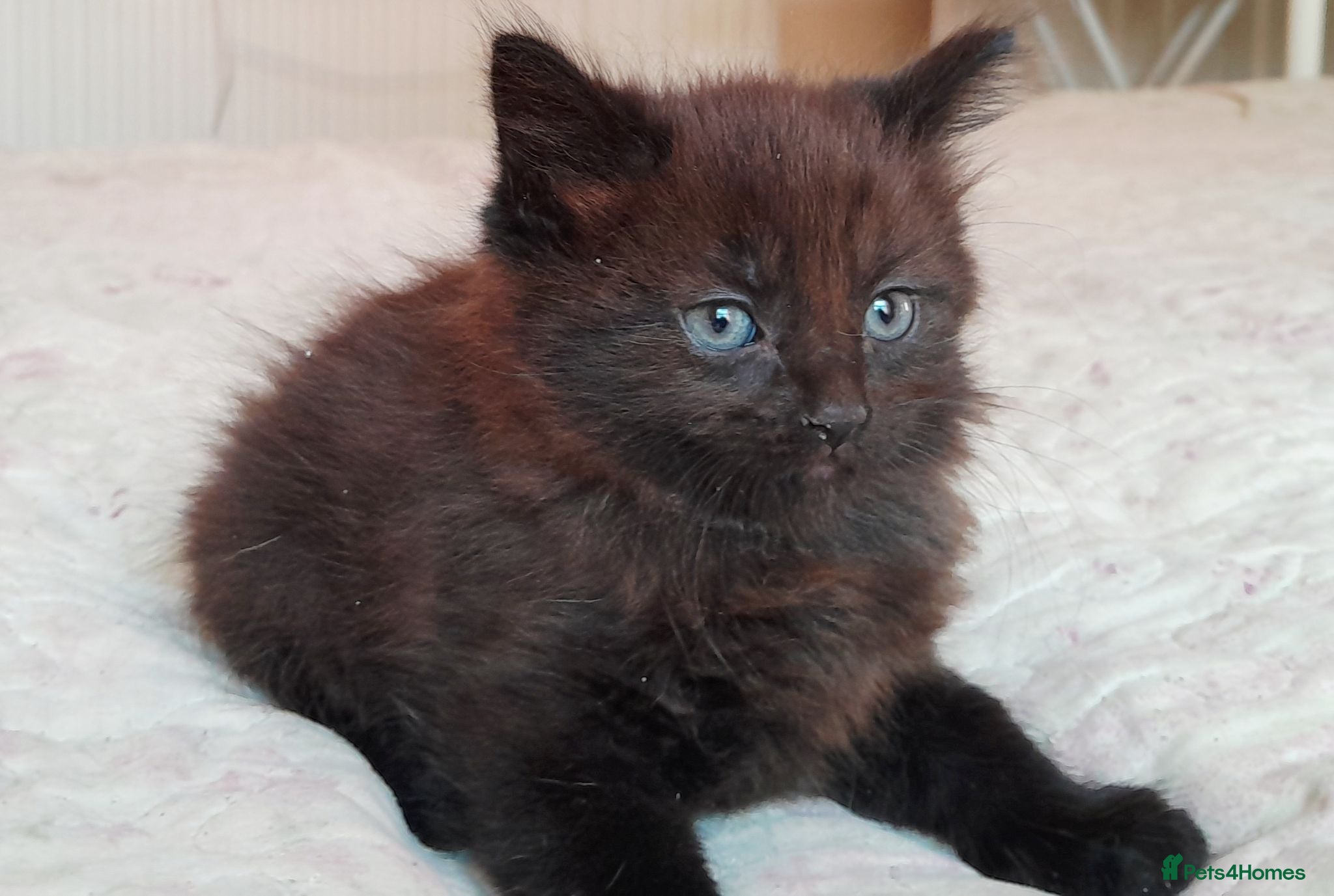 Mixed Breed cats 11 Adorable kittens 🐾 - Advert 8