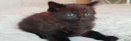 Mixed Breed cats for sale: 11 Adorable kittens 🐾 - Advert 5