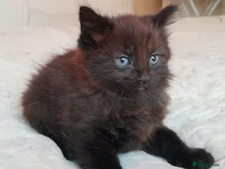 Mixed Breed cats 11 Adorable kittens 🐾 - Advert 2