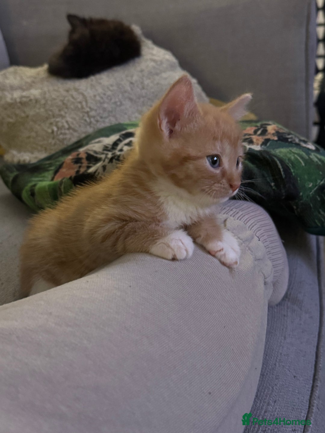 Mixed Breed cats for sale: Male ginger and white male  - Image 2