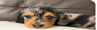 Miniature Dachshund 2