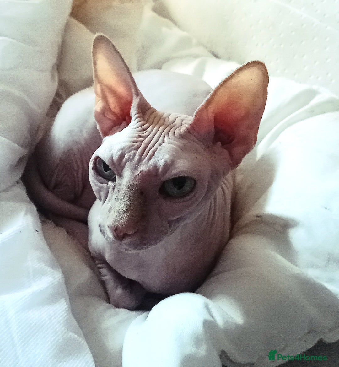 Sphynx cats for sale: Female rehoming  - Image 2