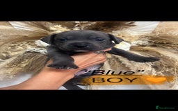 Mixed Breed dogs for sale: 🏡 Staff x American Bulldog Puppies  - Image 4