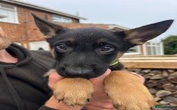 Mixed Breed dogs for sale: Czech shepherd x Belgium malinois - Image 11
