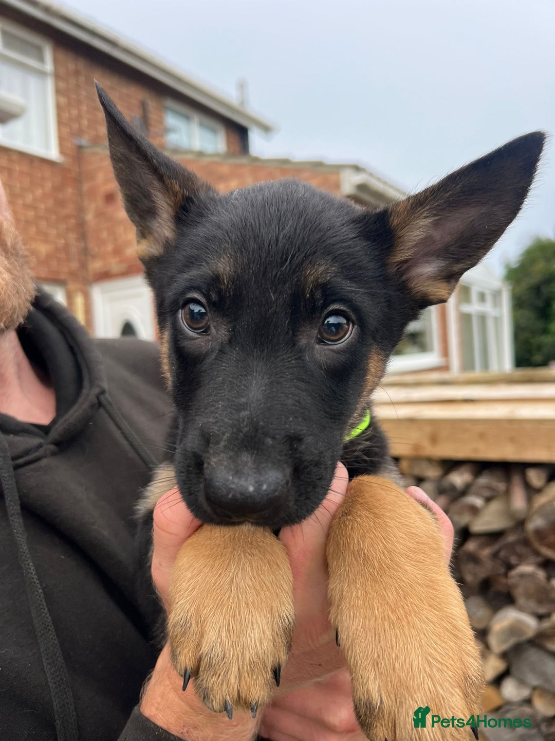 Mixed Breed dogs for sale: Czech shepherd x Belgium malinois - Image 11