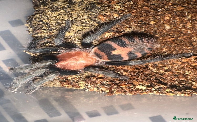 Tarantulas invertebrates - Advert 1