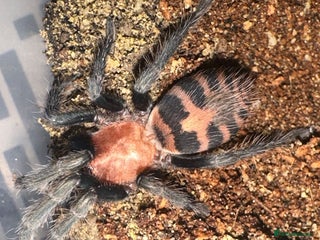 Tarantulas invertebrates - Advert 5