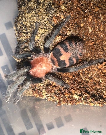 Tarantulas invertebrates - Advert 6