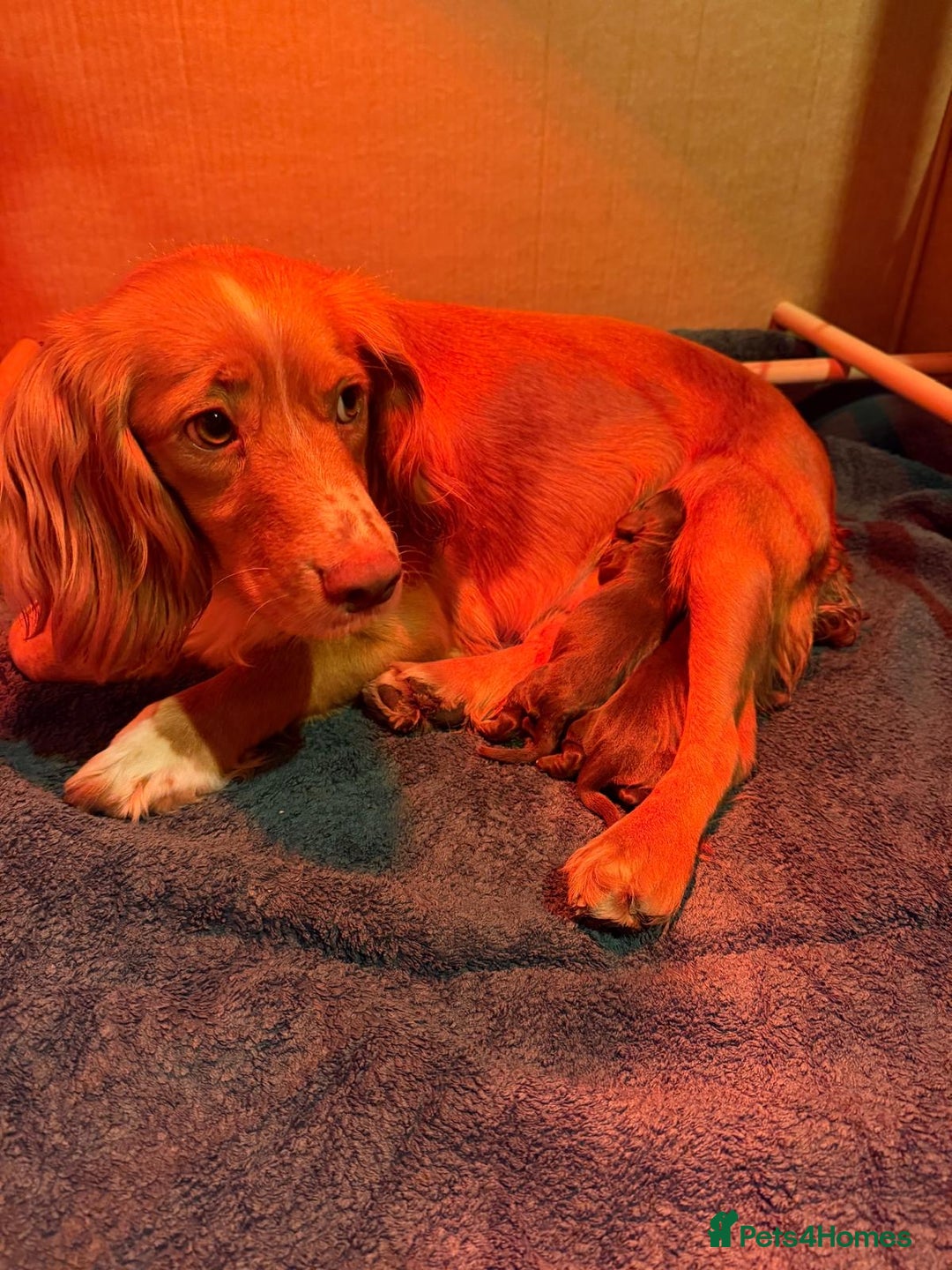 Cocker Spaniel dogs for sale: Chocolate cocker spaniel bitch pup - Advert 2