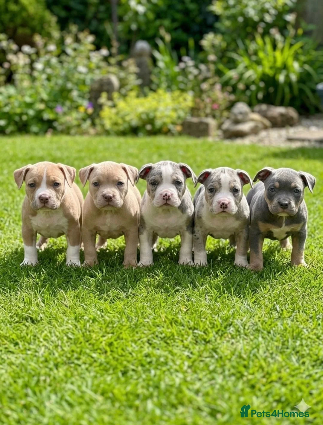 American Bully dogs for sale: American pocket bully’s  - Advert 2