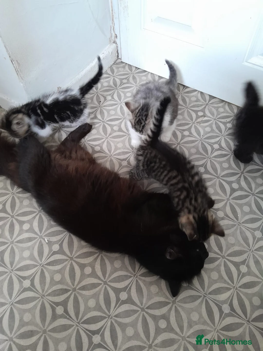 Mixed Breed cats for sale: Beautiful kittens for sale in Cramlington - Advert 5