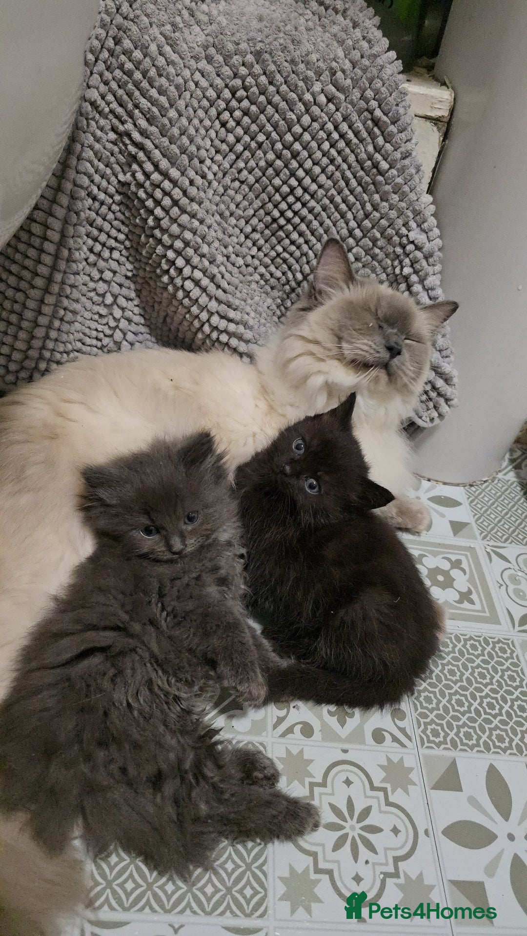 Ragdoll cats for sale: Gorgeous half ragdolls - Advert 7