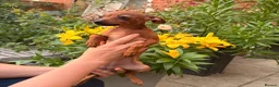 Russian Toy Terrier dogs for sale: KC Russian Toy Terrier - Advert 3