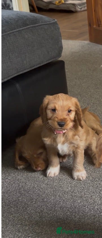 Cockapoo dogs F1B cockapoo, 1 girl ready now - fully vaccinated  - Advert 17