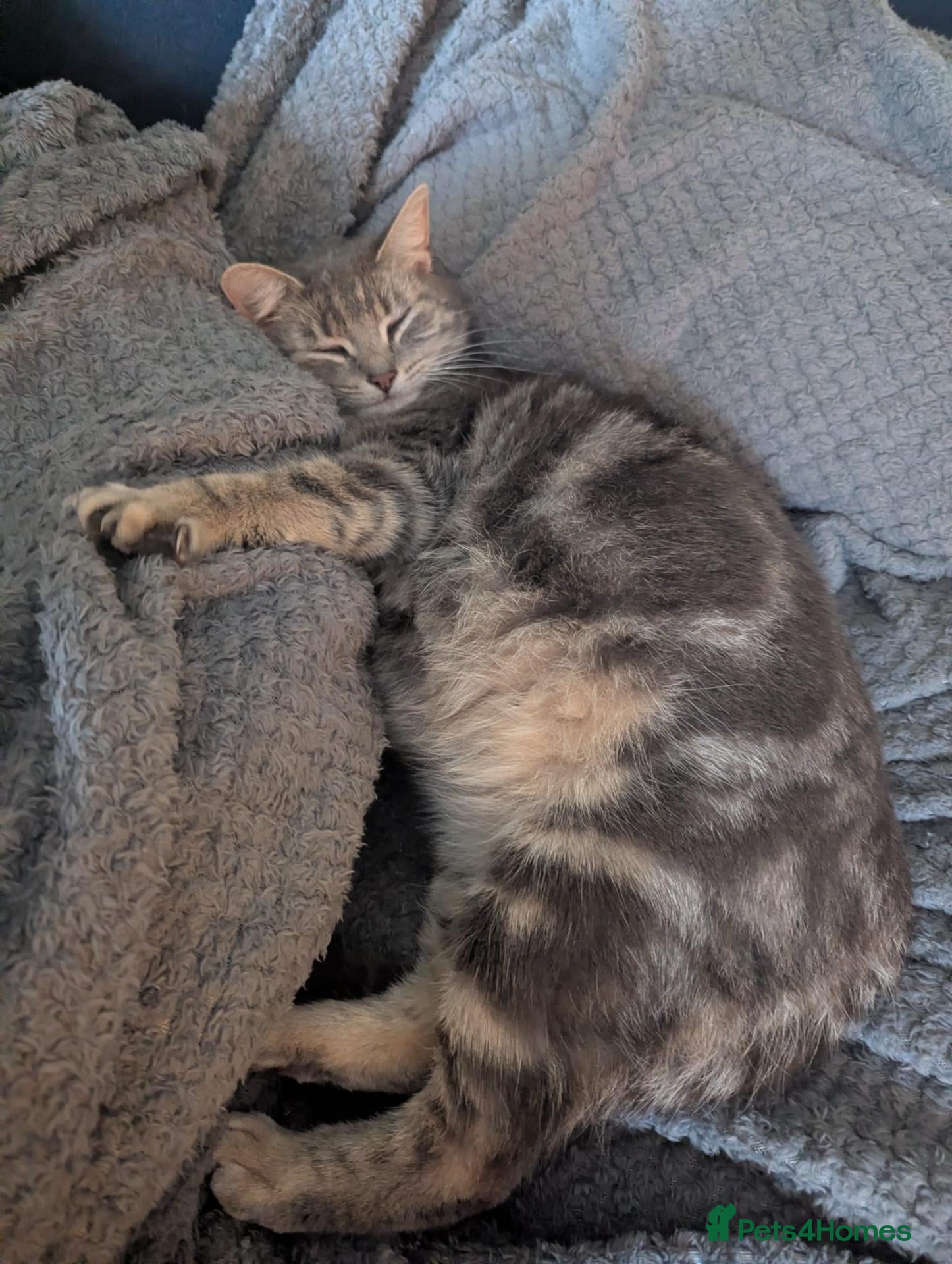 Mixed Breed cats Kittens for sale - Advert 1