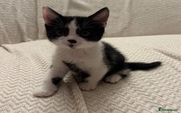Mixed Breed cats for sale: 3 kittens available  - Image 5
