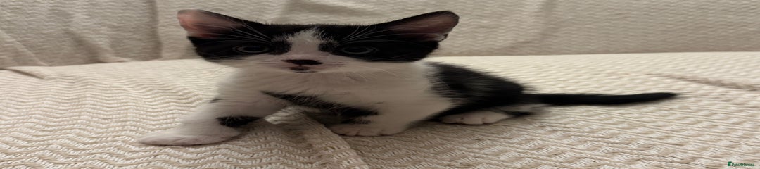 Mixed Breed Kitten 1