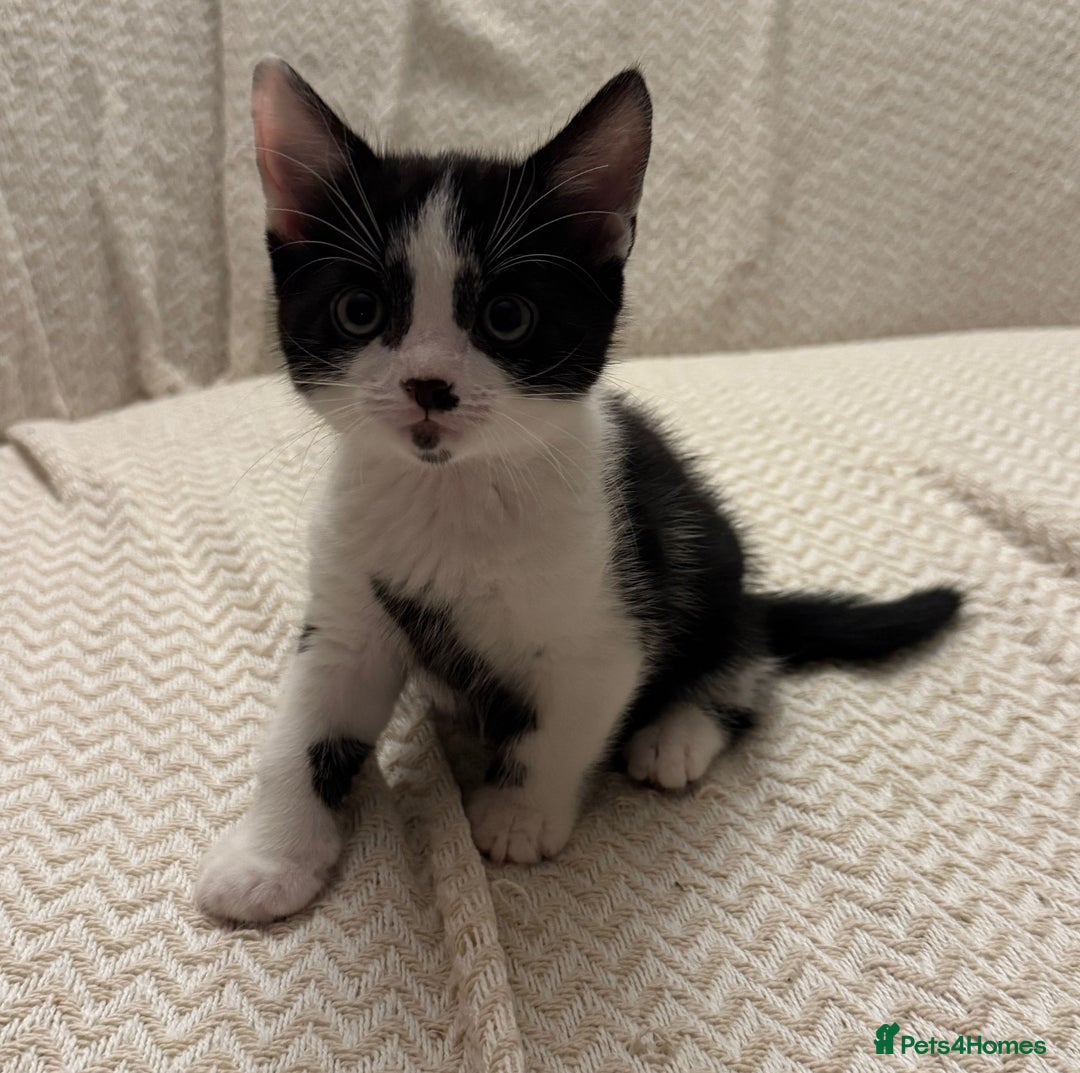 Mixed Breed cats for sale: 3 kittens available  - Image 5