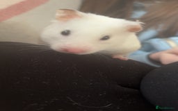 Hamster rodents for sale: Lovely hamster who hasn’t bitten  - Image 3