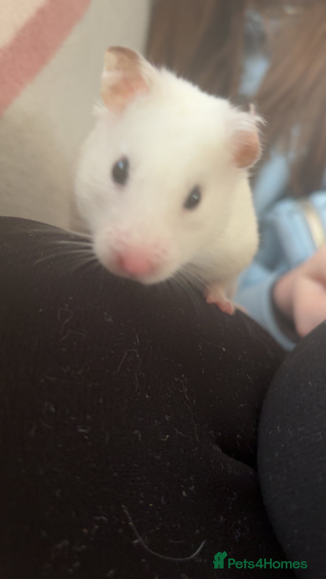 Hamster rodents for sale: Lovely hamster who hasn’t bitten  - Image 3