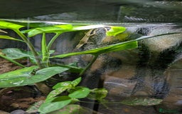 Lizard reptiles for sale: Green anoles for sale  - Image 2