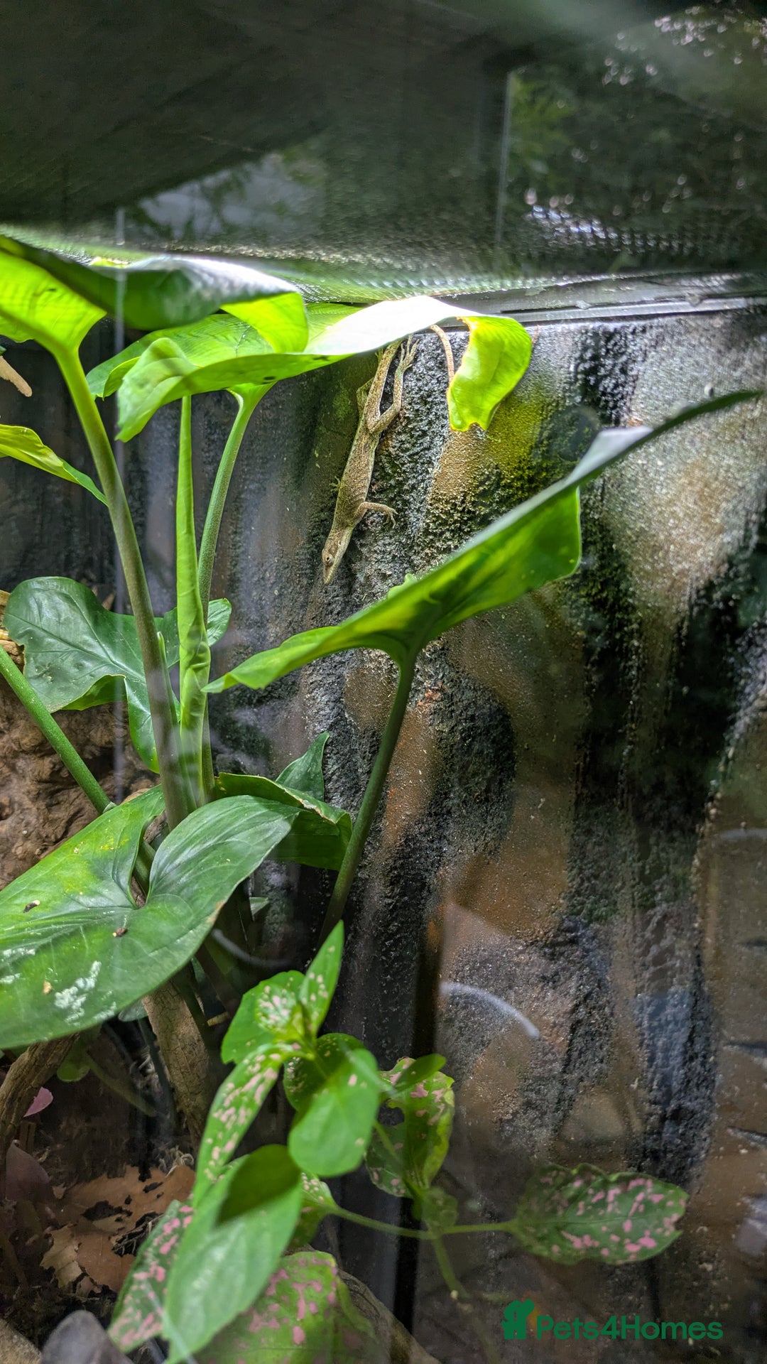 Lizard reptiles for sale: Green anoles for sale  - Image 2