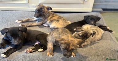 Lurcher dogs Lurcher Pups - 4 x boys - Advert 4