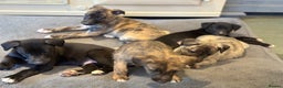 Lurcher dogs for sale: Lurcher Pups - 4 x boys - Advert 2