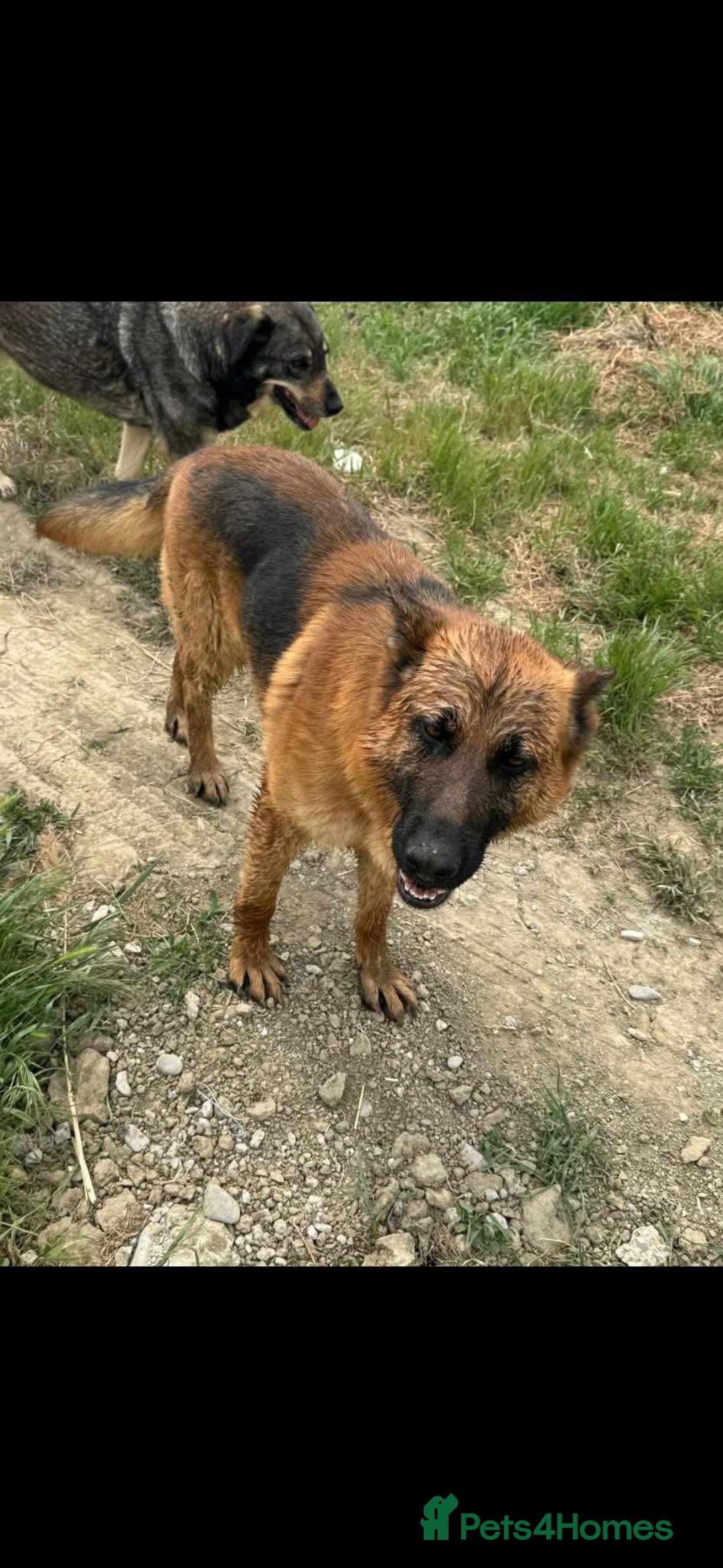 Mixed Breed dogs for adoption: 💝🐾 Introducing HANDSOME NIALL 🐾 Mixed GSD breed - Image 2