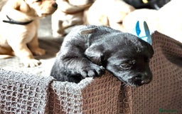 Labrador Retriever dogs for sale: Labrador Love Nuggets - 7 left - Image 7