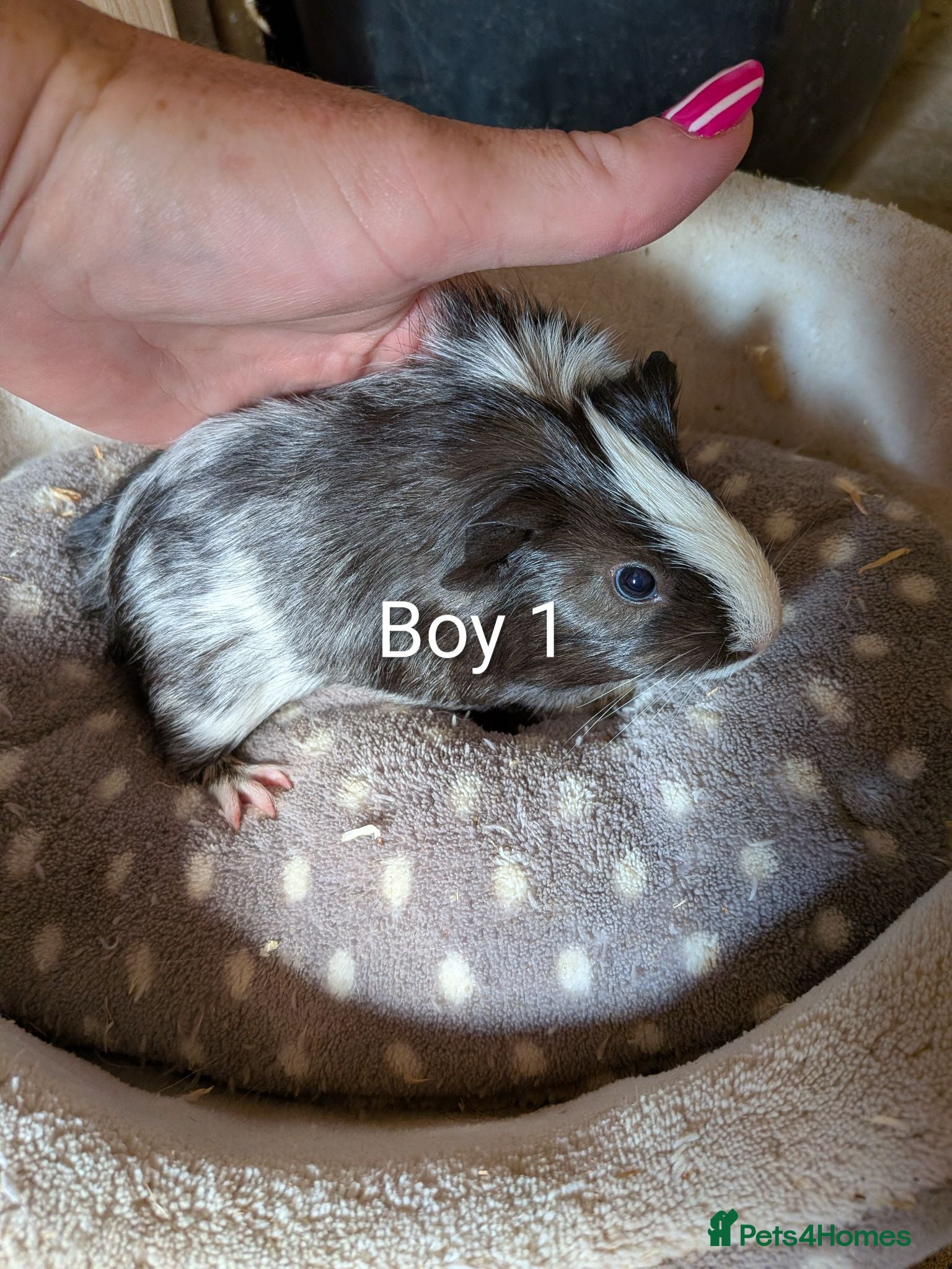 Guinea Pig rodents Baby guinea pigs  - Advert 12