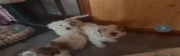 Malshi dogs for sale: malshi - Advert 2