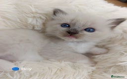 Ragdoll cats for sale: Stunning Ragdolls kittens  - Image 7