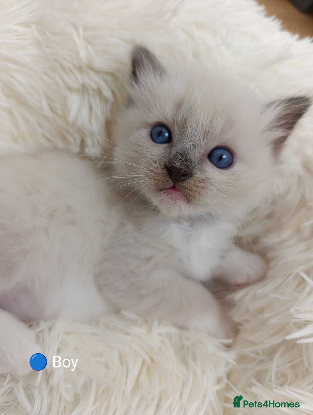Ragdoll cats for sale: Stunning Ragdolls kittens  - Image 7